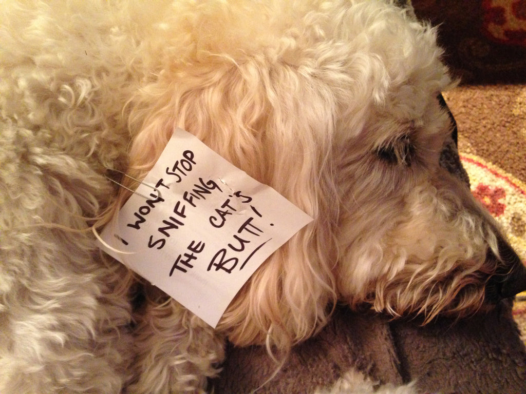 Things you can do with Paperclips!